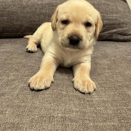 Juliet - Yellow female Labrador Retriever puppy in Canton, Georgia from Dukes Retirevers