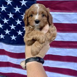 Rudy - Brown male Cavapoo puppy in Seneca, South Carolina from Oconee Puppies