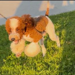 Cratos - Red  male Poodle puppy in Corona, California from Garden Of Poodles