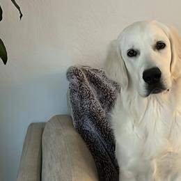 Golden Retrievers from Jumbo’s Goldens