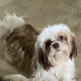 Shih Tzus from Lollie's Pups