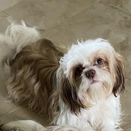 Shih Tzus from Lollie's Pups