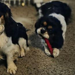 Ruger - Cavalier King Charles Spaniel
