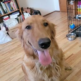 Golden Retriever puppies from Lenhart Goldens