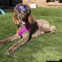 Luna - Poodle