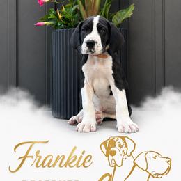 Frankie - Mantle male Great Dane puppy in Liberty, New York from Catskills Greatest Danes