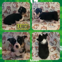 Luigi - Black and tan male Pembroke Welsh Corgi puppy in Rensselaer, Indiana from STR Corgis