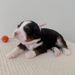 Leota - Tri-color female Bernedoodle puppy in Apache Junction, Arizona from Coffey House Doodles
