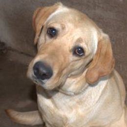 Phoenix - Labrador Retriever