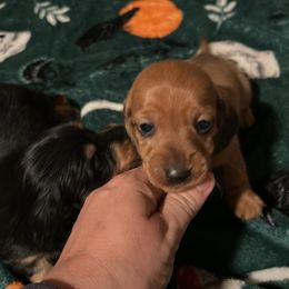 Boy 2 - Red male Dachshund puppy in Buchanan, Georgia from Kiser Creek Dachshunds