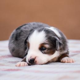 Brigg - Blue merle male Miniature American Shepherd puppy in Chocowinity, North Carolina from Foxtail Hollow