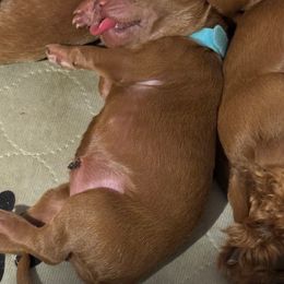 Goldendoodle Puppies from North Bay Goldendoodles