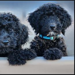 "The Northwoods Litter - 11 weeks" Poodle Puppies from Lucy's Standards