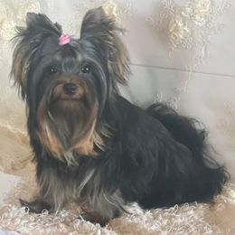 Yorkshire Terrier Puppies from Hetzel’s Enchanted Yorkies (Michigan)