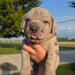 CYNDI  merle tan or brindle point - Merle female Great Dane puppy in Port Clinton, Ohio from LakeSide Danes