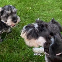 Miniature Schnauzers from Ann Trotter