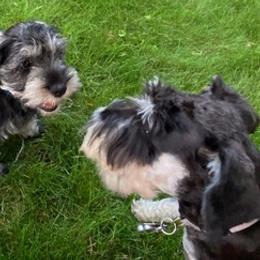 Miniature Schnauzers from Ann Trotter