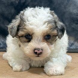 Maddox - Merle male Maltipoo puppy in Lebanon, Kentucky from Mosaic Merle Doodles