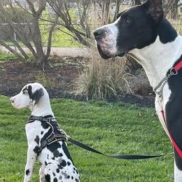 Great Danes from Kindred Spirit Danes