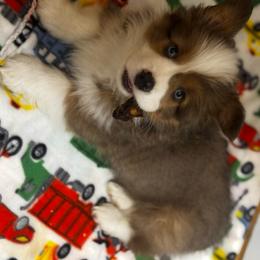 Mr Bo Jangles - Blue male Pembroke Welsh Corgi puppy in Nortonville, Kansas from Low Riders Corgis & Mini Aussies