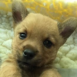 Norwich Terriers from Taliesin Norwich Terriers