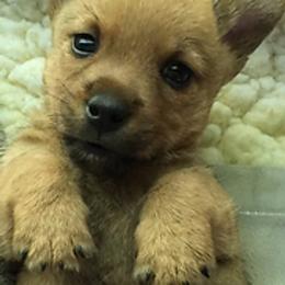 Norwich Terriers from Taliesin Norwich Terriers