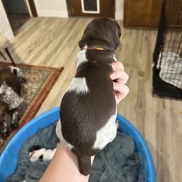 Orange Boy - Liver roan male German Shorthaired Pointer puppy in Escalon, California from Valley Pointers