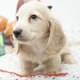 Flynn Rider - Cream male Dachshund puppy in Big Rapids, Michigan from 30 Acre Woods Dachshunds