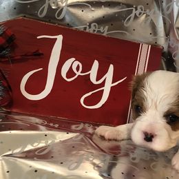 Cavalier King Charles Spaniel All Grown Up from Cutie Pie Cavaliers