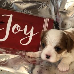 Cavalier King Charles Spaniel All Grown Up from Cutie Pie Cavaliers