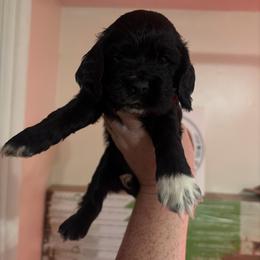 Jenny - Black and white female Cocker Spaniel puppy in Hickory, North Carolina from Homegrown Spaniels