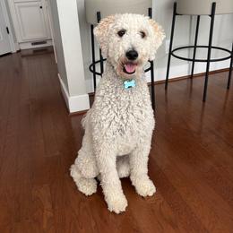 Bailey - Cream male Poodle puppy in Fairfield, North Carolina from Leaning T Ranch