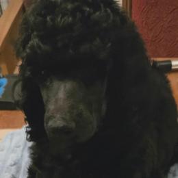 Red - Blue male Poodle puppy in Browns Summit, North Carolina from Nailah's Beauties: Standard Poodles