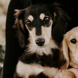 Mattie - Dachshund