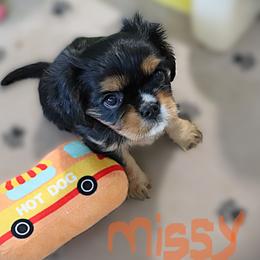 Missy - Black and tan female Cavalier King Charles Spaniel puppy in Gulfport, Mississippi from Gulf Coast Cavaliers