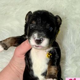 Cheers - Tri-color female Bernedoodle puppy in Beecher, Illinois from Erica’s Doodles
