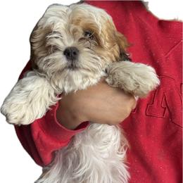 Milo - Silver gold and white male Shih Tzu puppy in Federal Way, Washington from Lovely Shih Tzu's