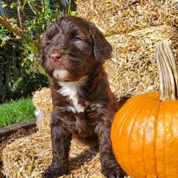 Brig - Brown and white female Portuguese Water Dog puppy in Williamsport, Pennsylvania from Petersheim Porties