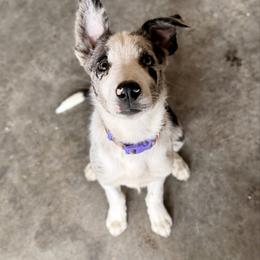 Wild - Border Collie