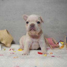 Tonya - Cream female French Bulldog puppy in Citrus Heights, California from Cali Rooted Bullyz