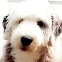 Stryker - Old English Sheepdog