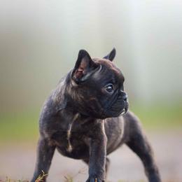 Girl 2 - Brindle and white female French Bulldog puppy in Baytown, Texas from Le Grande Bulldogs