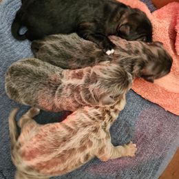 Soren - Isabella male German Shepherd puppy in Los Lunas, New Mexico from Mali's German Shepherds