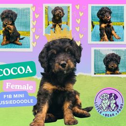 Cocoa - Black phantom female Aussiedoodle puppy in Watertown, Wisconsin from Little Bear Paws Aussiedoodles