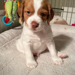 Boy 1 - White and orange male Brittany puppy in Katy, Texas from Jenvy Brittanys