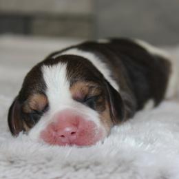 Bloom - Black tan and white female Beagle puppy in Morrill, Kansas from Kelle Beagles