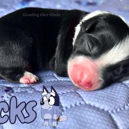 Socks - Black tri female Miniature American Shepherd puppy in Millington, Tennessee from Goading Glee Glade