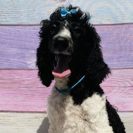 Dixie light Blue collar - Poodle puppy in Salisbury, North Carolina from Majestic’s Poodles