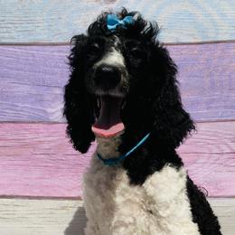 Dixie light Blue collar - Poodle puppy in Salisbury, North Carolina from Majestic’s Poodles