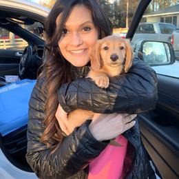 Dachshund Puppies from Monahan Dachshunds